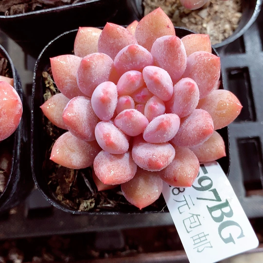 5厘米盆精控多肉597