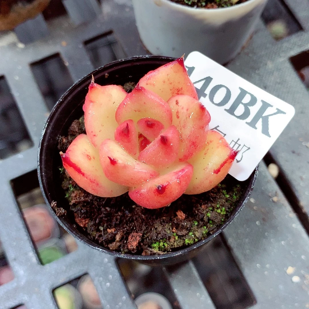 5厘米盆精控多肉140