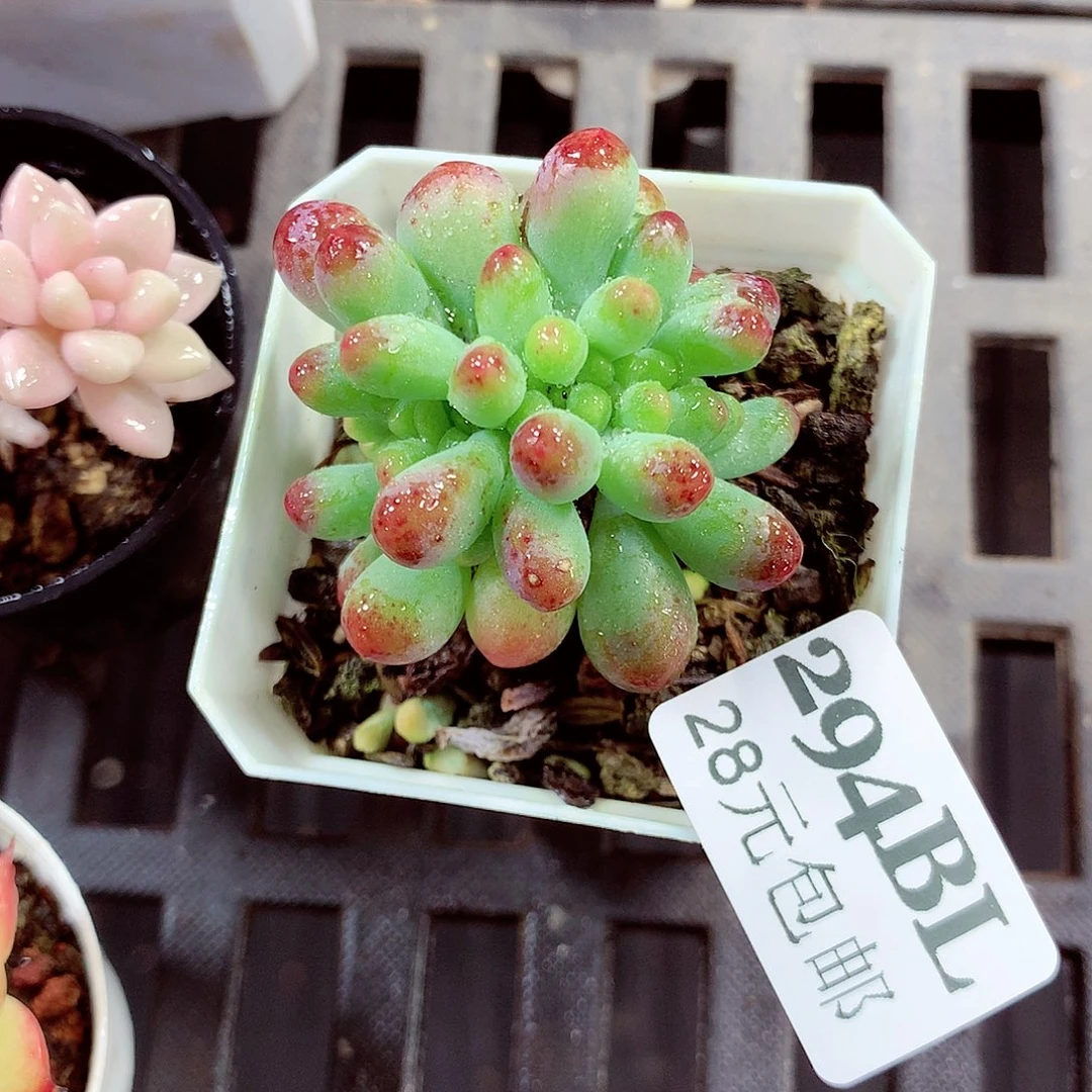 5厘米盆精控多肉294