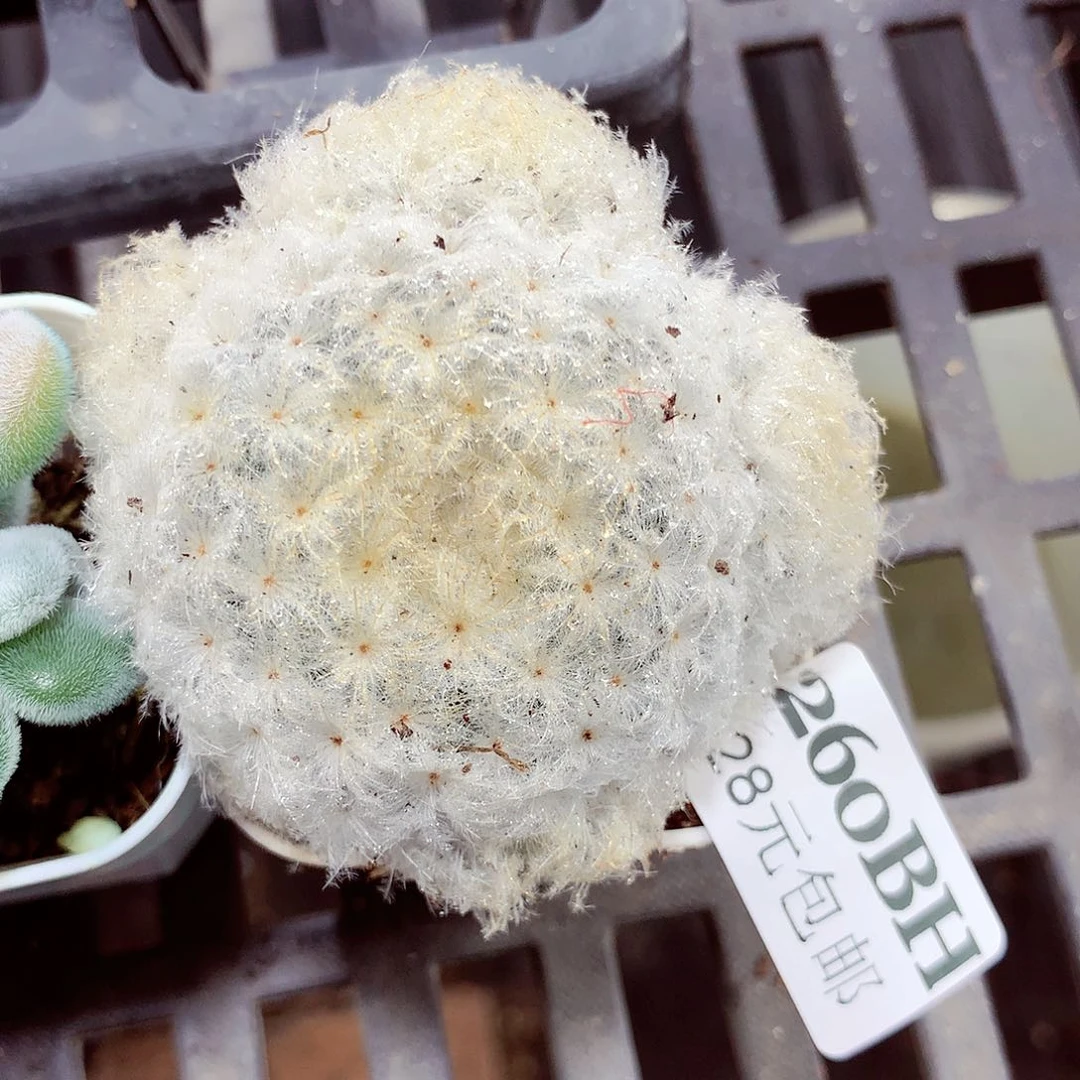 5厘米盆精控多肉260