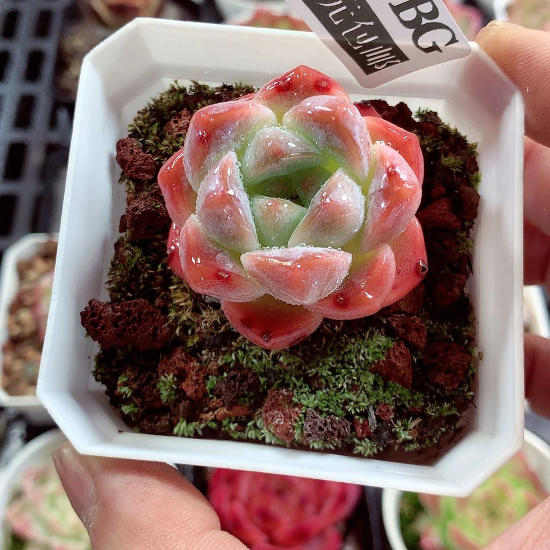 5厘米盆精控多肉067