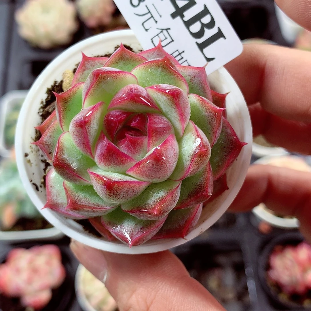 5厘米盆精控多肉244