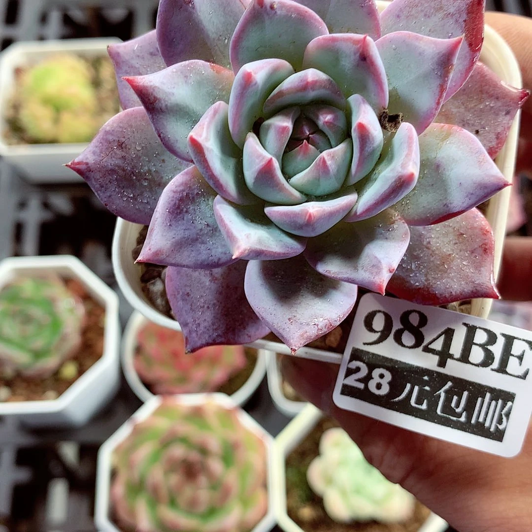 5厘米盆精控多肉984