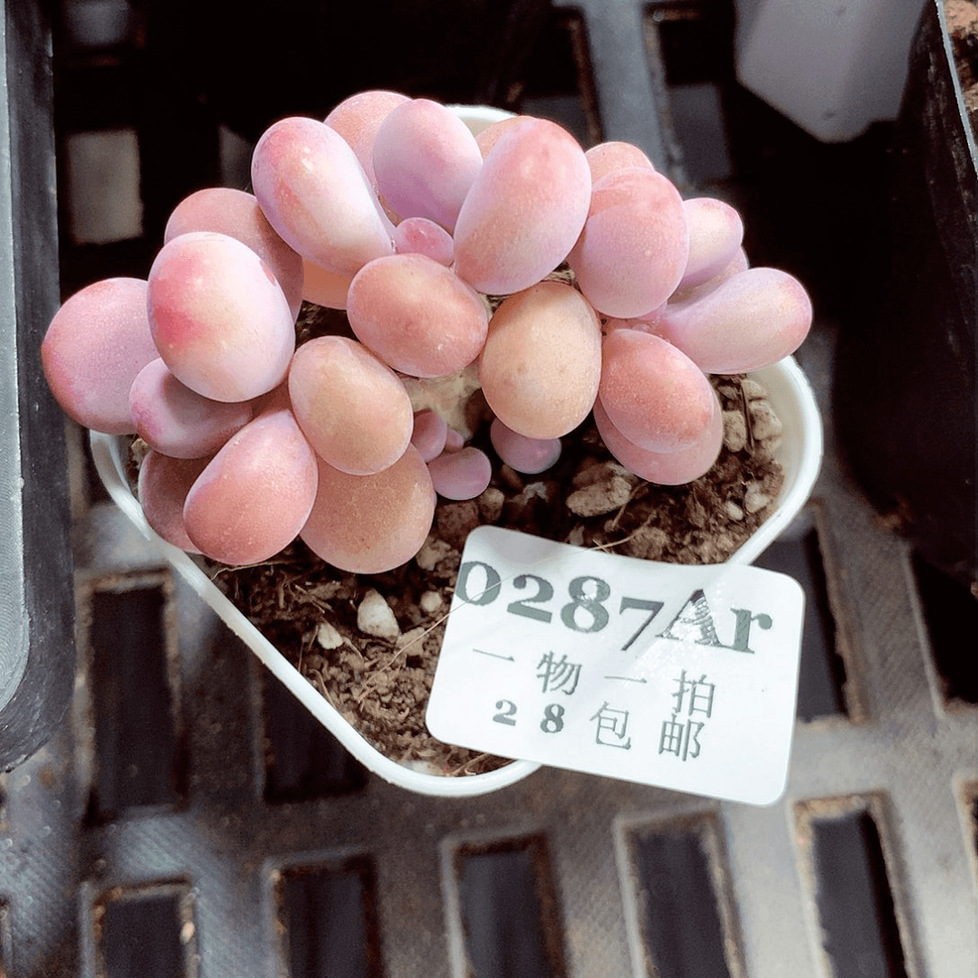 5厘米盆精控多肉287