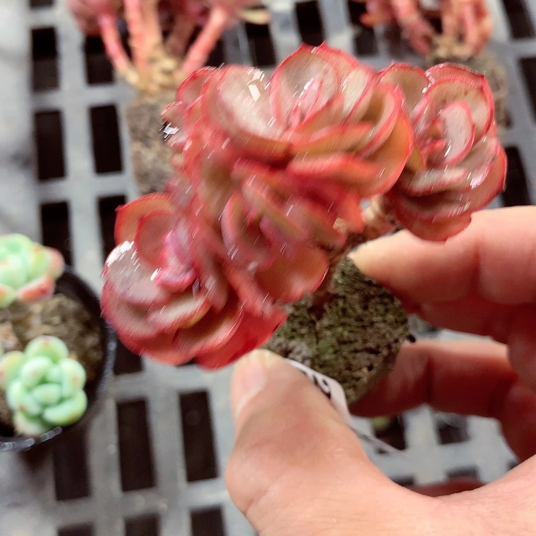 5厘米盆精控多肉290