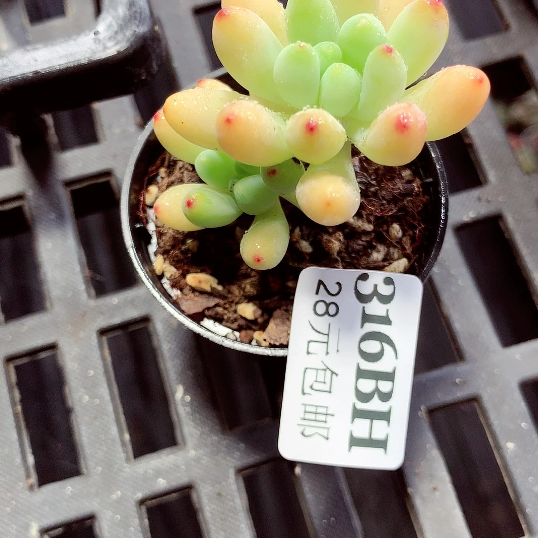 5厘米盆精控多肉316