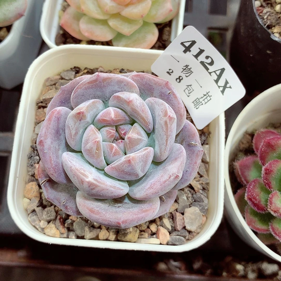 5厘米盆精控多肉412