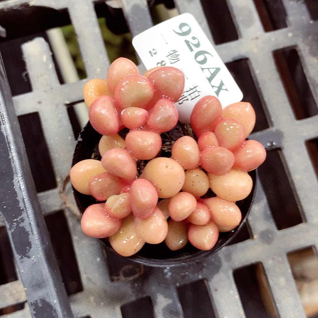 5厘米精控多肉926