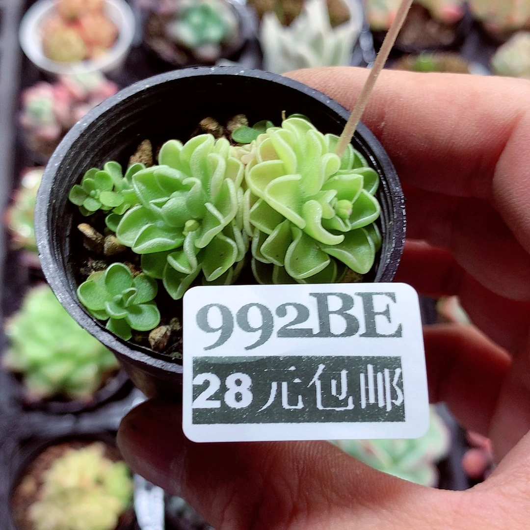 5厘米盆精控多肉992