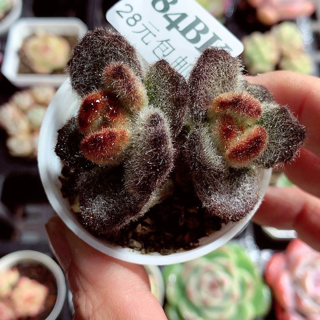 5厘米盆精控多肉784