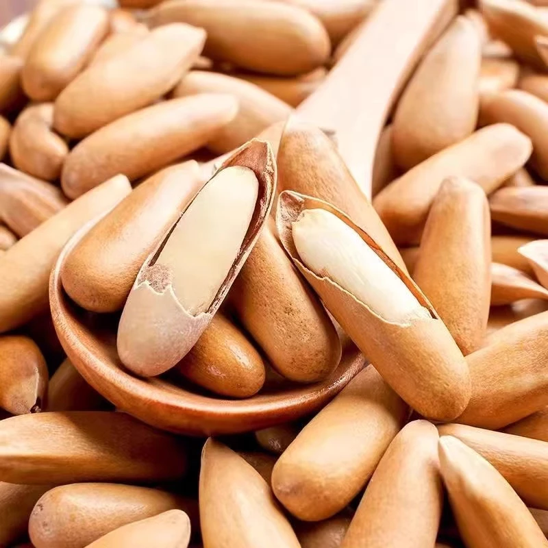 【工厂直销】松子23年新货巴西松子11g特大颗粒松子手剥坚营养