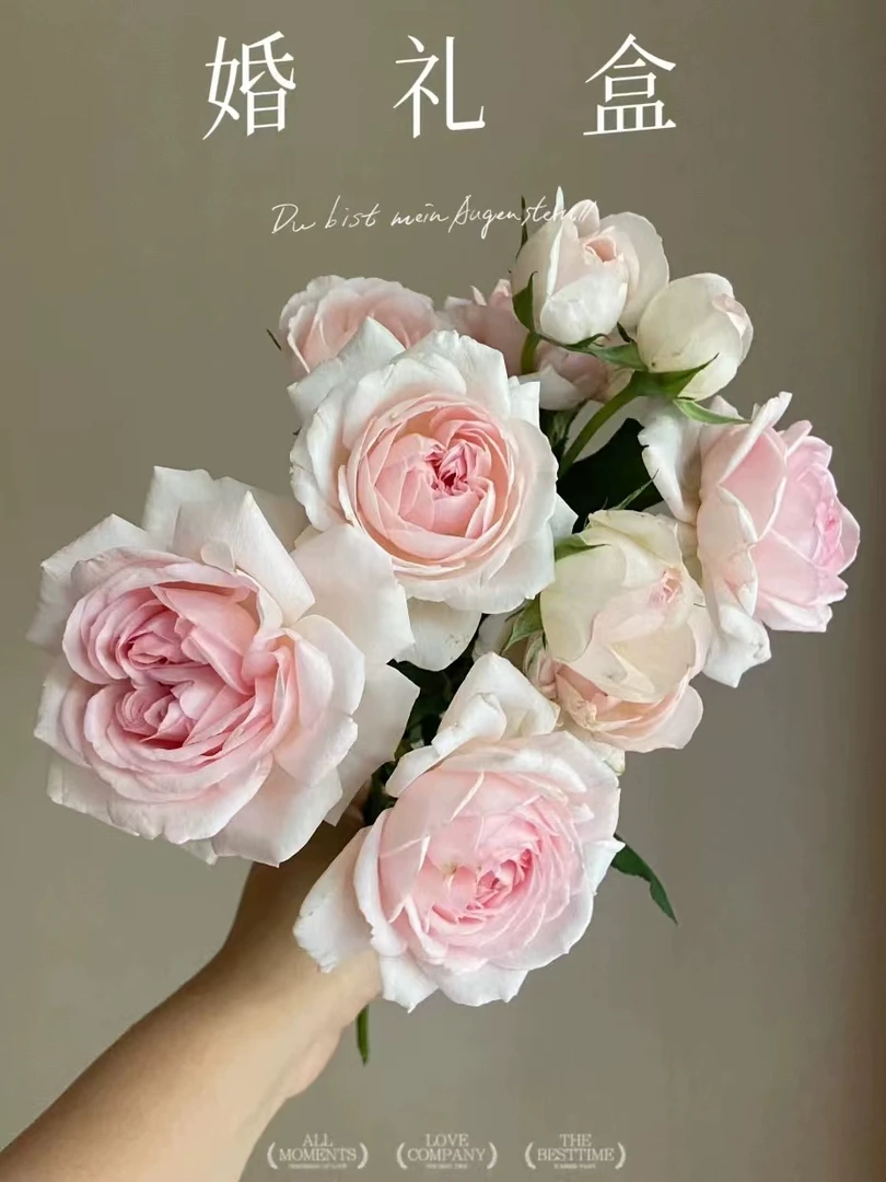 S18中大苗【婚礼盒】大花浓香月季灌木切花可地栽花园扦插月季苗