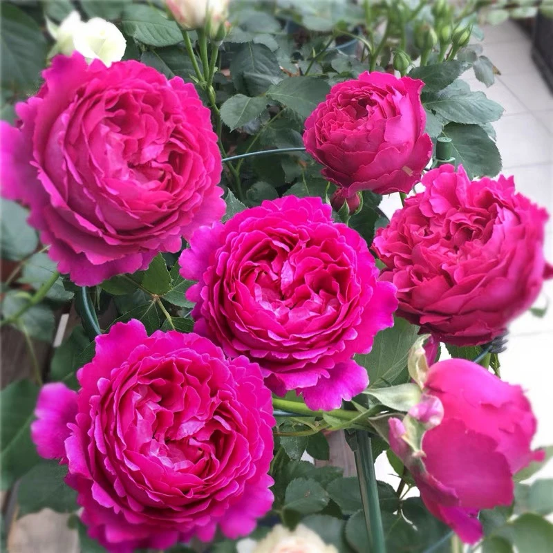 灌木浓香月季【芳香花园】阳台庭院四季花卉日月阳台灌木小苗花卉苗