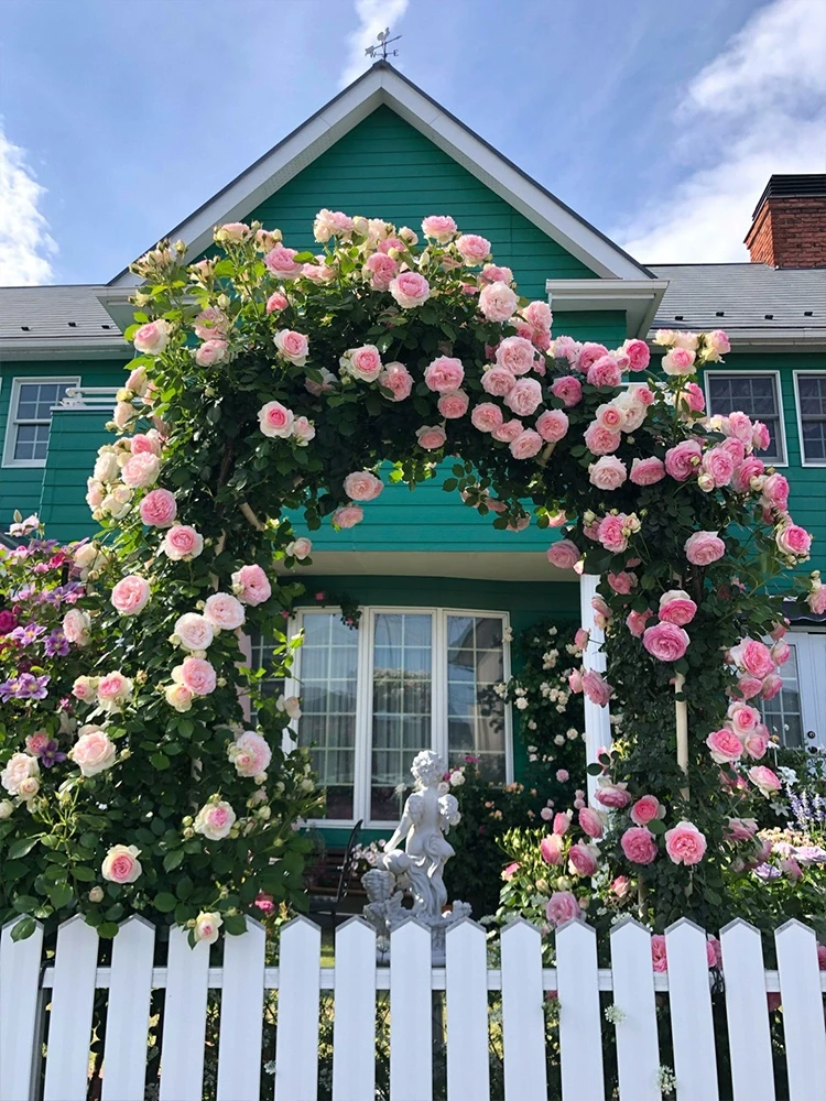 P18原盆原土中大苗【粉色龙沙宝石】藤本庭院爬藤新手苗地载花苗