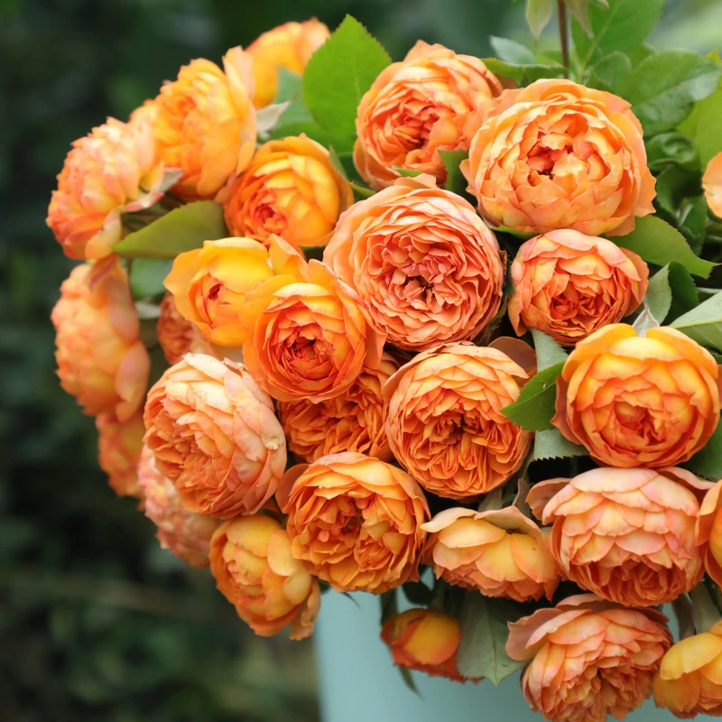 S18中大苗蜂蜜焦糖多季群开浓香本丰花橙色爬墙爬藤绿植庭院苗