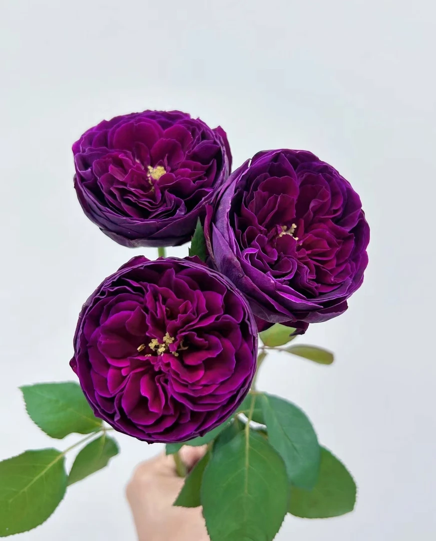 灌木月季【皇宫】浓香玫瑰花四季开花玫瑰扦插绿植花卉营养钵小苗