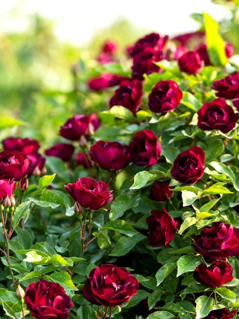 扦插藤本爬墙月季【雀之舞】丰花勤花花量多优选阳台可地栽花园小苗