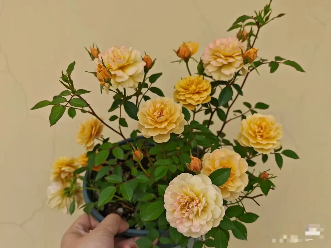 【焦糖布丁】 微月复古月季玫瑰花卉阳台苗扦插盆栽阳台