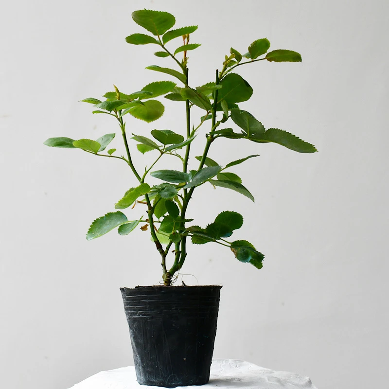 多季开花月季随机小苗