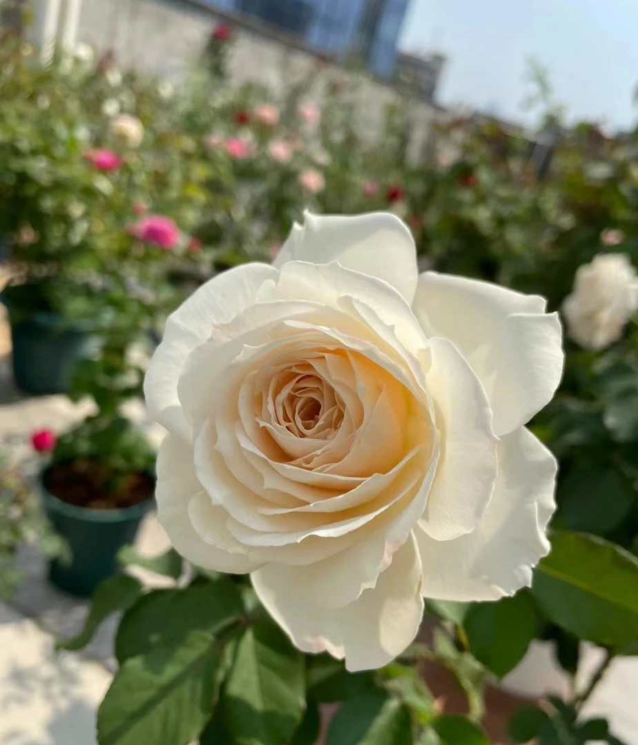 新品月季【比利时公主阿丝翠】灌木切花阳台盆栽玫瑰花小苗绿植苗