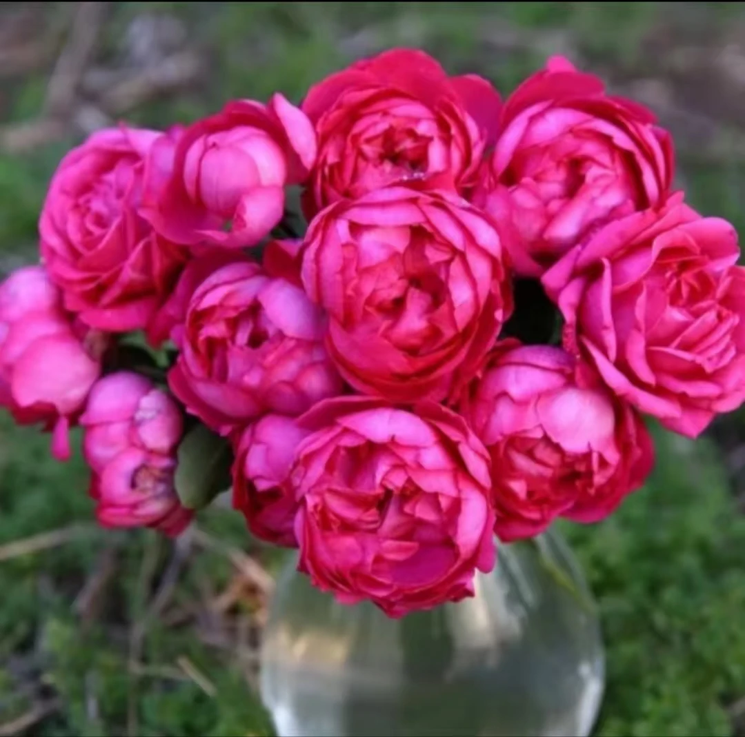 P14【胭脂香水】根接苗中大苗月季月季灌木大花浓香阳台庭院盆栽