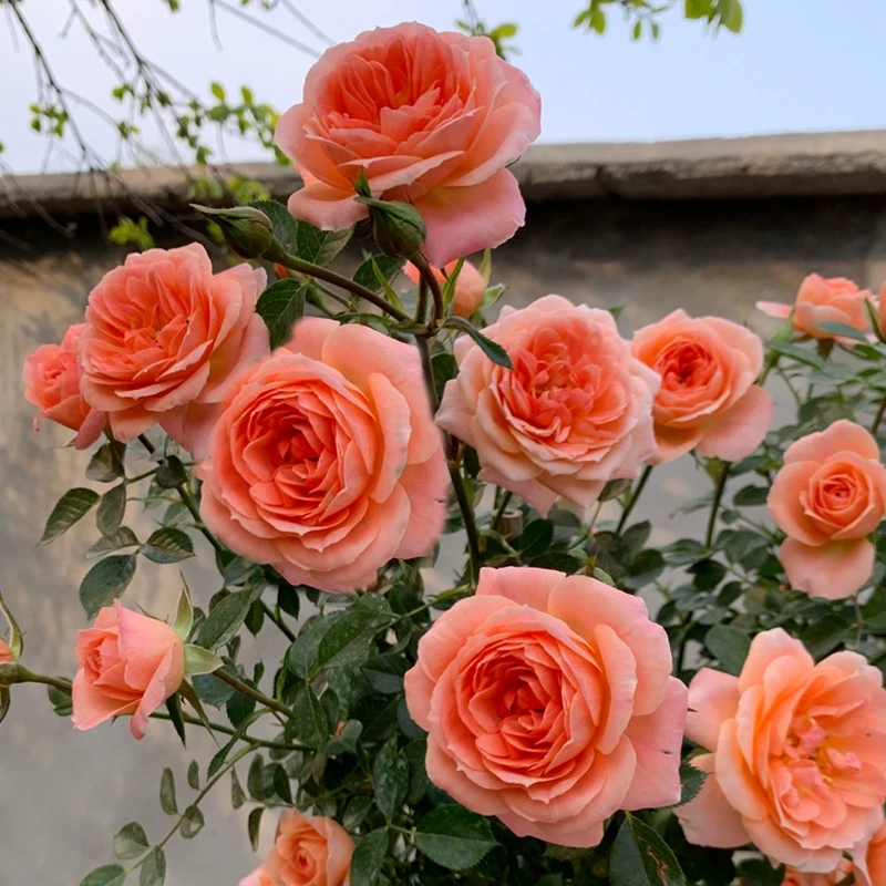 去盆带护根土母本大苗【甜梦】藤本爬墙爬藤勤花丰花多季开花月季苗