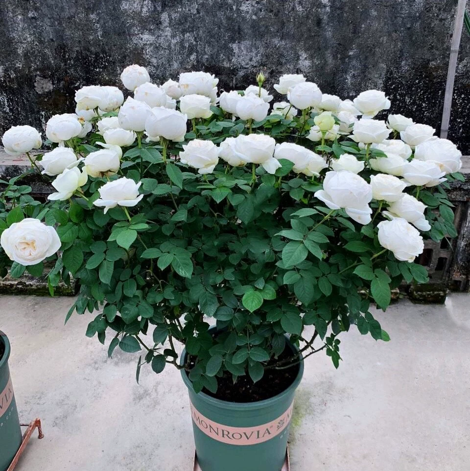 S18中大苗原盆原土【婚礼之路】灌木切花大花浓香白色盆栽月季花苗