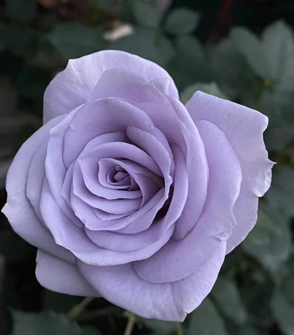 S18原盆原土中大苗【转蓝】灌木盆栽带盆阳台可地栽户外花苗