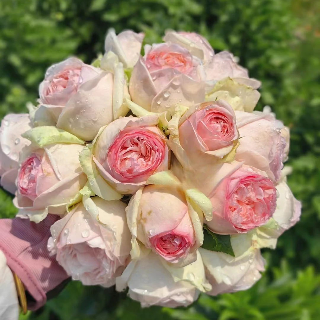 中大苗S18品种蒙娜丽莎月季苗优选阳台地栽可户外盆栽小苗