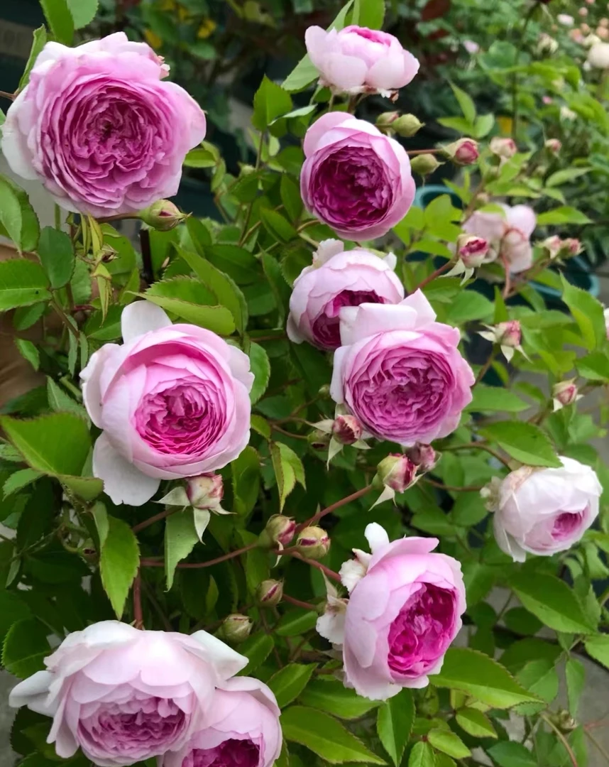 微型月季玛姬婶婶/大婶阳台微型勤花浓香花量大盆栽植物小苗绿植