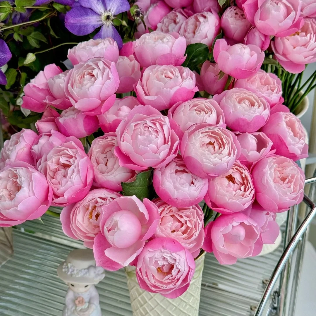 S18中大苗羽毛灌木浓香大花多变勤花丰花阳台盆栽地载庭院绿植苗