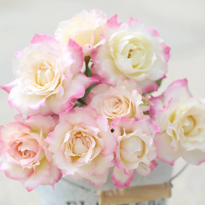 P14六翼天使中大苗月季灌木玫瑰阳台庭院盆栽花卉多季开花月季苗