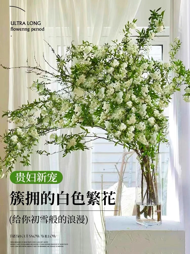 【鲜支雪柳】赠营养液喷雪花室内水培花卉耐寒水养绿植清香植物