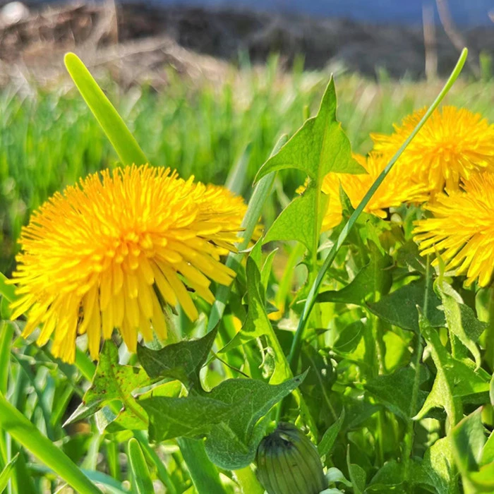 长白山蒲公英根净含量100克