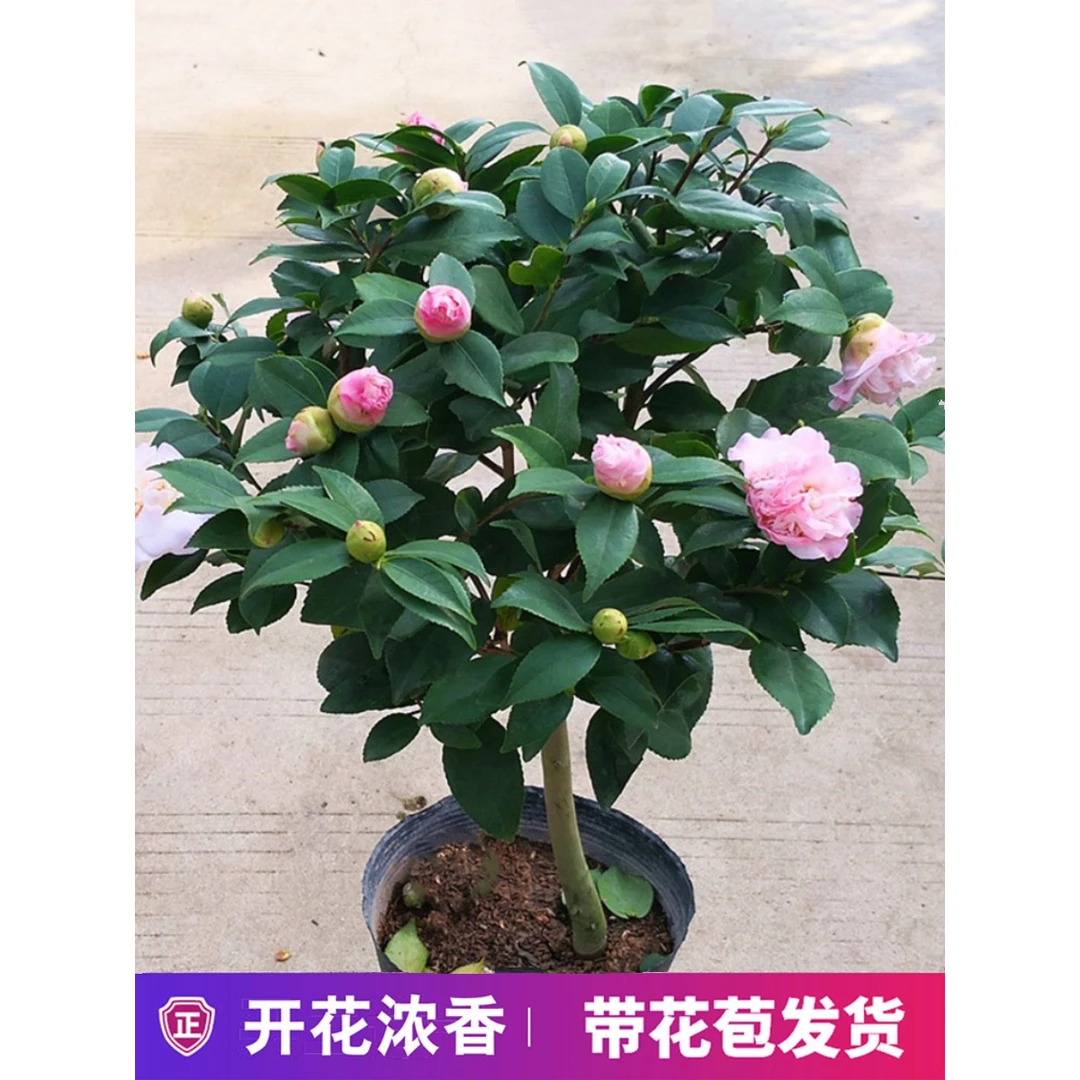 五色赤丹茶花带花苞树苗香妃花苗室内四季开花山茶花盆栽植物花卉