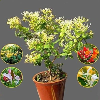 金银花苗树苗盆栽爬藤植物老桩室内庭院攀爬食用药用四季开花好养