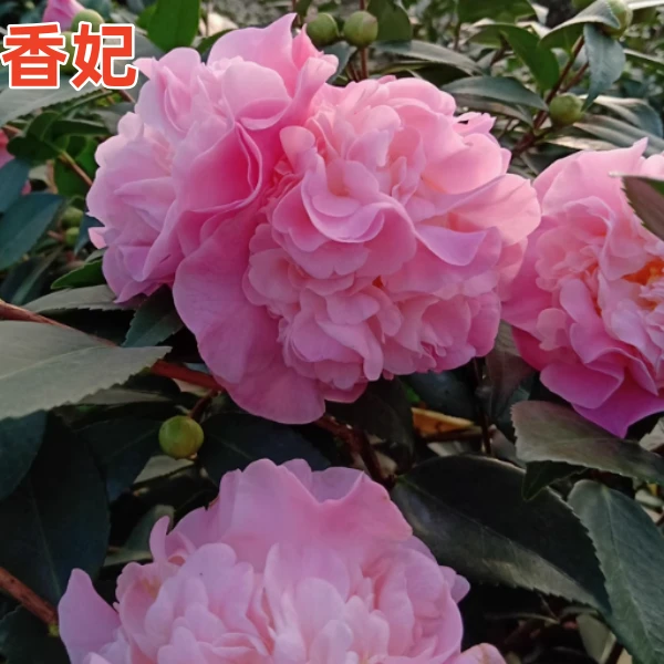 香妃山茶花盆栽树苗浓香型植物带花苞四季绿植花卉室内五色赤丹