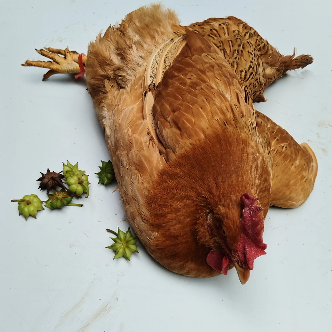 大明山森林散养土项鸡（喂五谷杂粮240天）净重约1.25kg