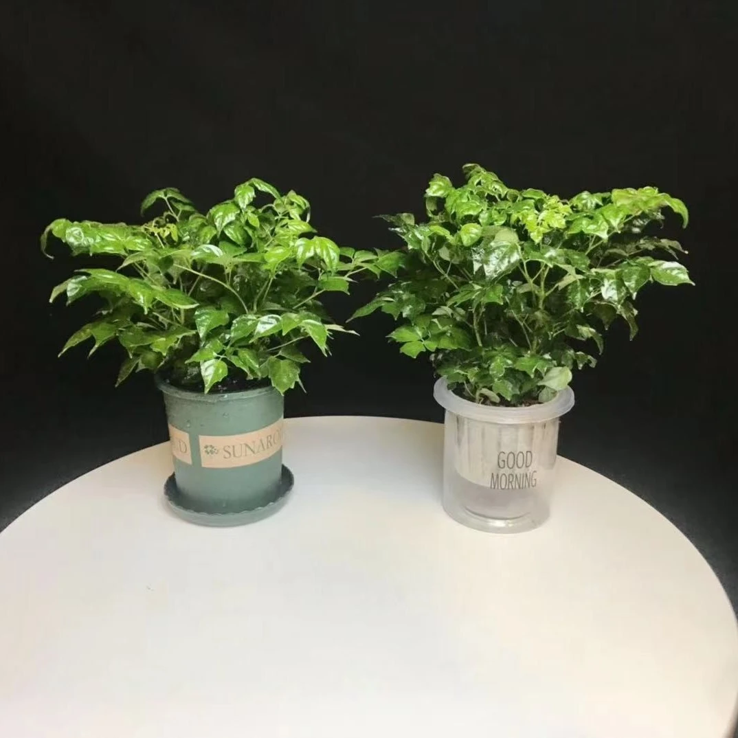 幸福树茂盛扦插喜阳开花摆放吸甲醛水培好养花卉绿植盆栽室内客厅
