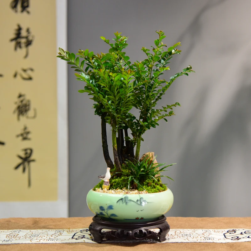小叶紫檀盆景花卉盆栽办公室植物黑骨茶树桩四季常青耐寒绿植盆栽