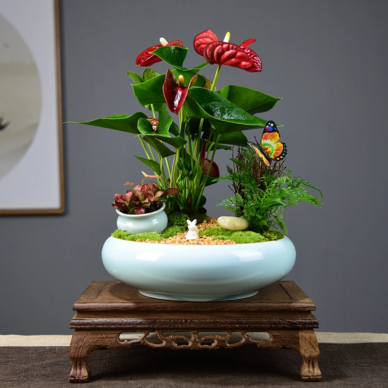 红掌盆栽一帆风顺盆景鸿运当头办公室内客厅花卉绿植四季好养植物