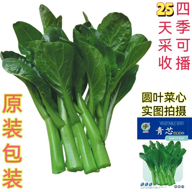 速生25天四季菜心种子广东四九甜脆菜心耐热油青耐高温农家青菜苔
