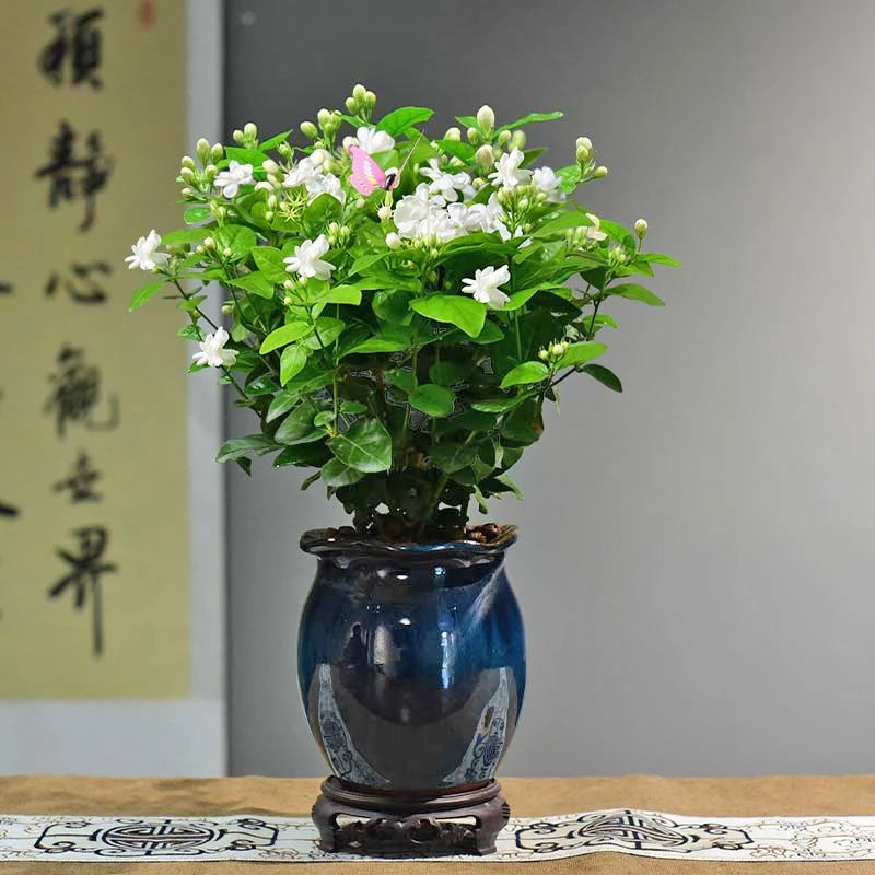重瓣香水茉莉 室内好养盆景盆栽绿植花卉客厅茶几美观四季A5133