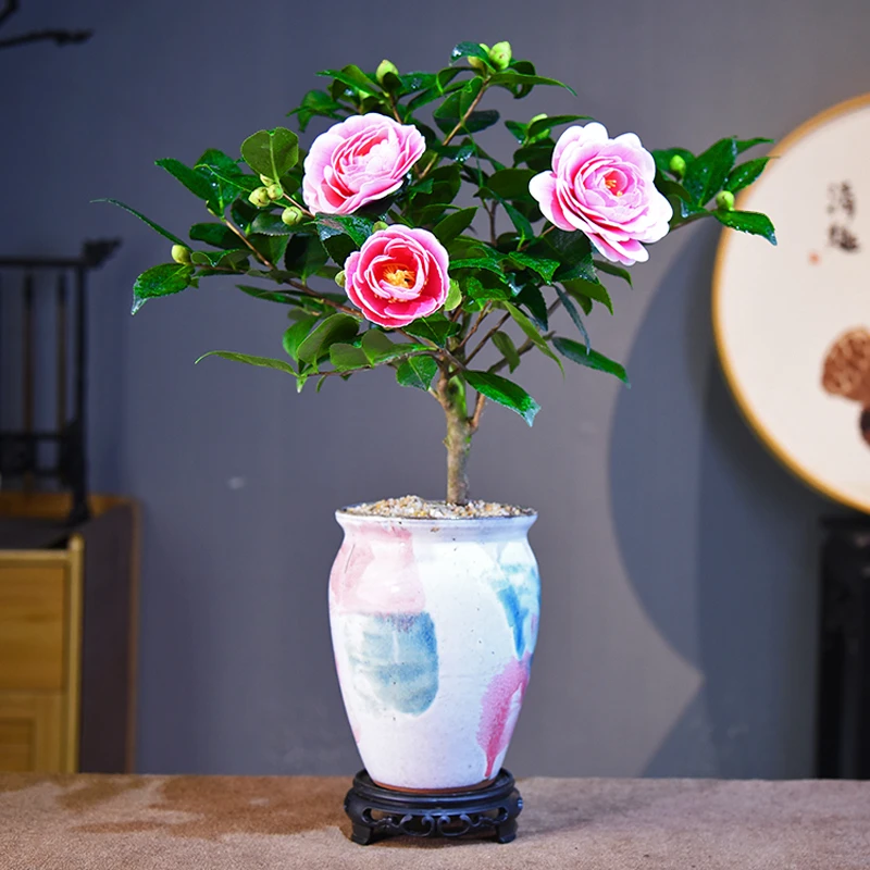 禅意/意境香妃山茶花 室内好养盆景盆栽绿植花卉客厅茶几美观自然