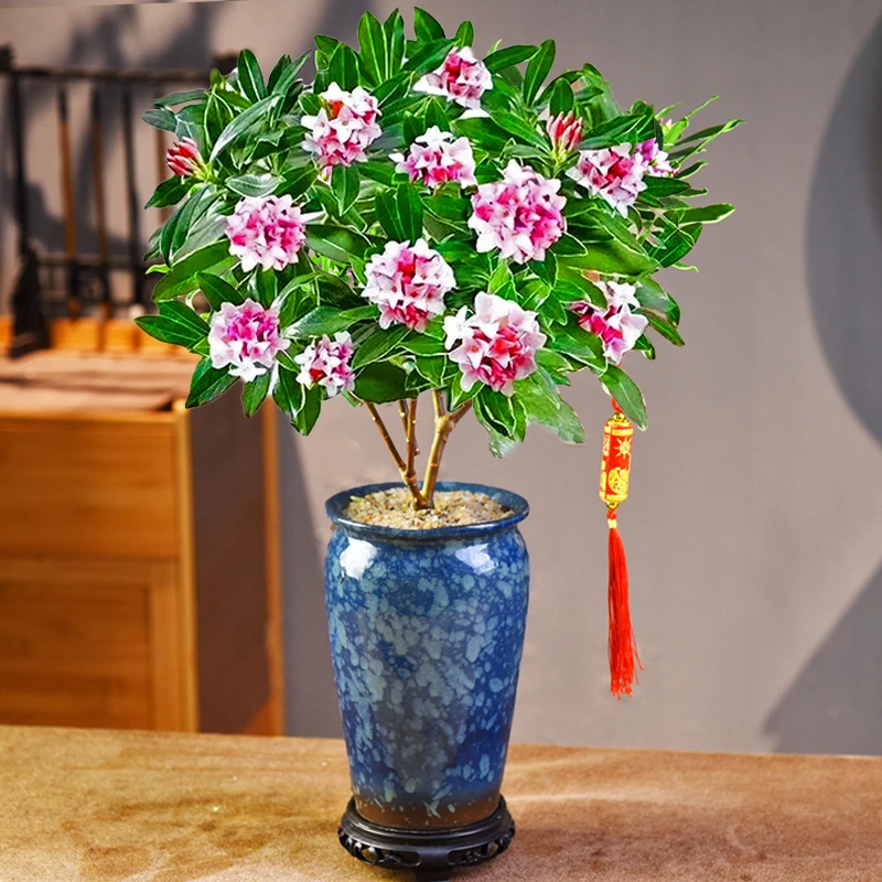金边瑞香室内开花绿植花卉好养易活四季常青懒人植物年宵花盆景