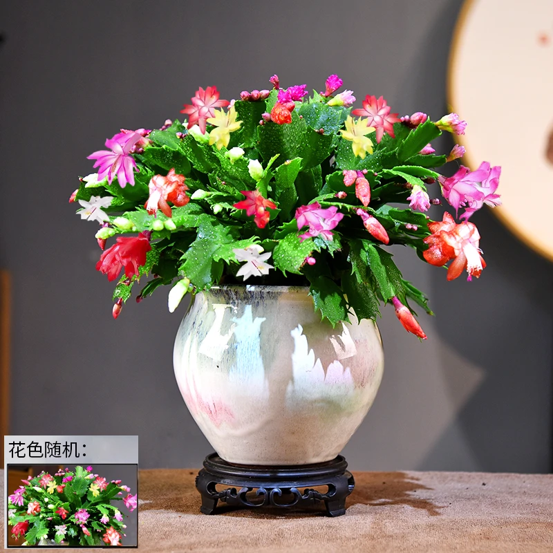 重瓣蟹爪兰盆栽带花苞多色花卉室内阳台多肉植物美观盆景植物好养