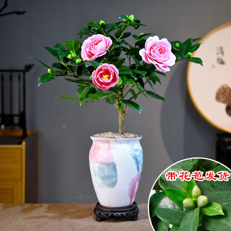 烈香香妃老桩山茶花 室内好养盆栽绿植客厅接待前台茶几美观自然