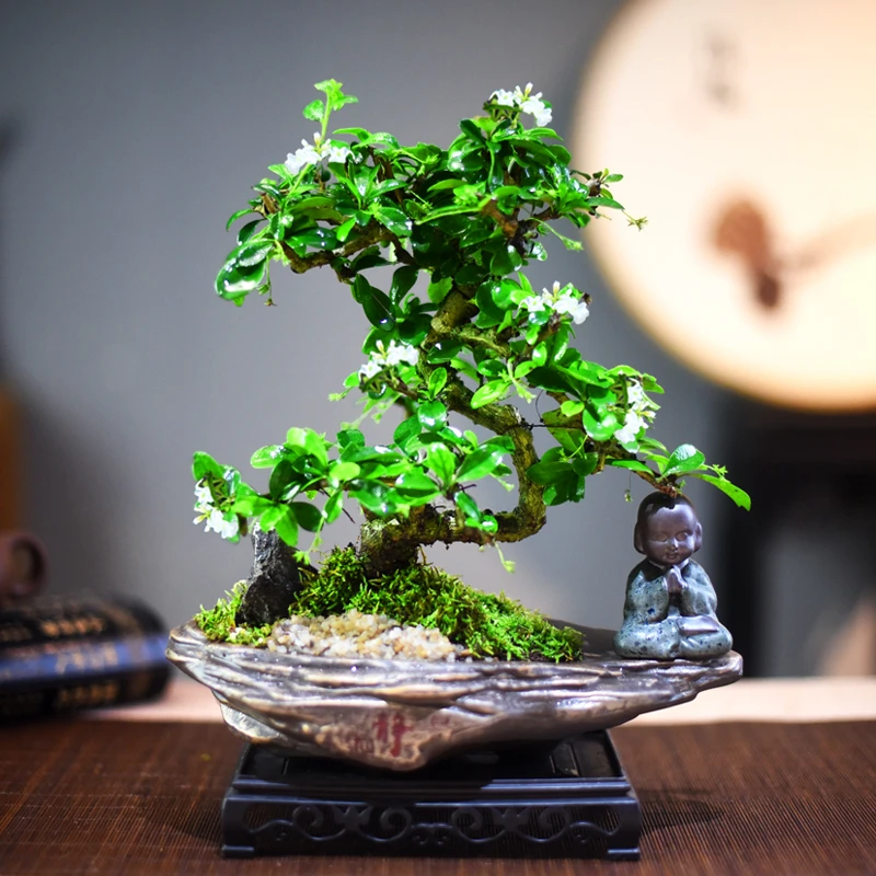 福建茶盆景老桩植物盆栽办公室造型绿植室内客厅四季常青桌面好养
