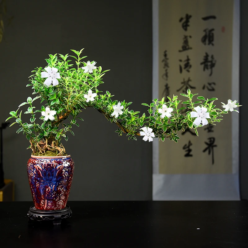 飘枝造型六月雪盆栽植物室内悬崖盆景办公室桌面摆件好养四季绿植
