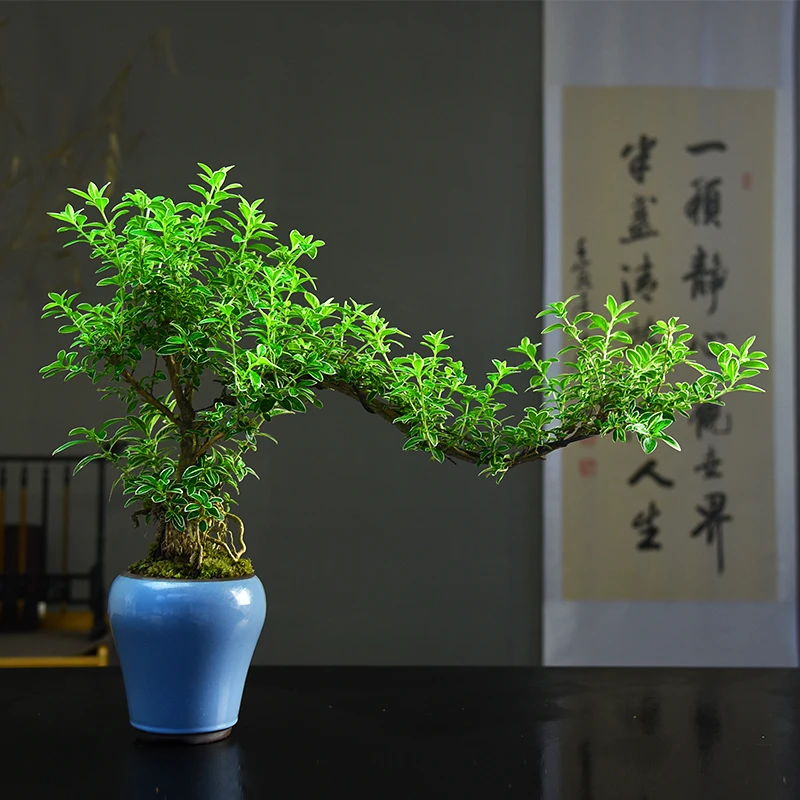 飘枝六月雪盆景悬崖式老桩办公室绿植桌面好养小盆栽植物室内摆件